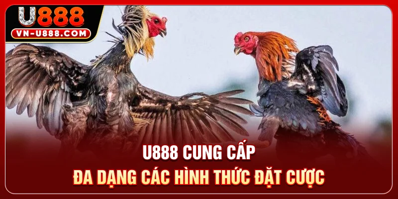 Đá Gà Thomo U888 - Sân Chơi Kịch Tính Với 50 Trận Đấu 3 U888 cung cấp đa dạng các hình thức đặt cược