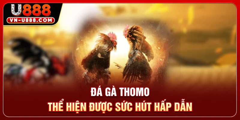 Đá Gà Thomo U888 - Sân Chơi Kịch Tính Với 50 Trận Đấu 2 Đá gà Thomo thể hiện được sức hút hấp dẫn