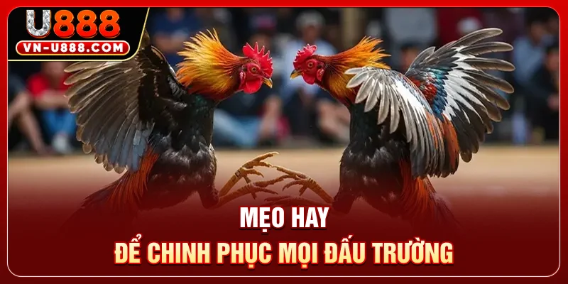 Đá Gà Thomo U888 - Sân Chơi Kịch Tính Với 50 Trận Đấu 4 Mẹo hay để chinh mọi đấu trường