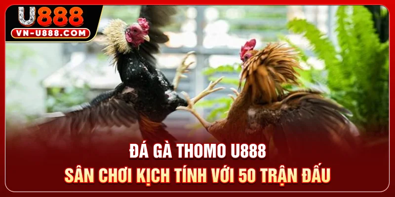 Đá Gà Thomo U888 - Sân Chơi Kịch Tính Với 50 Trận Đấu 1 Đá Gà Thomo U888 - Sân Chơi Kịch Tính Với 50 Trận Đấu